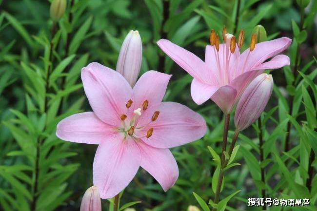 5种鼠哪种鼠命好