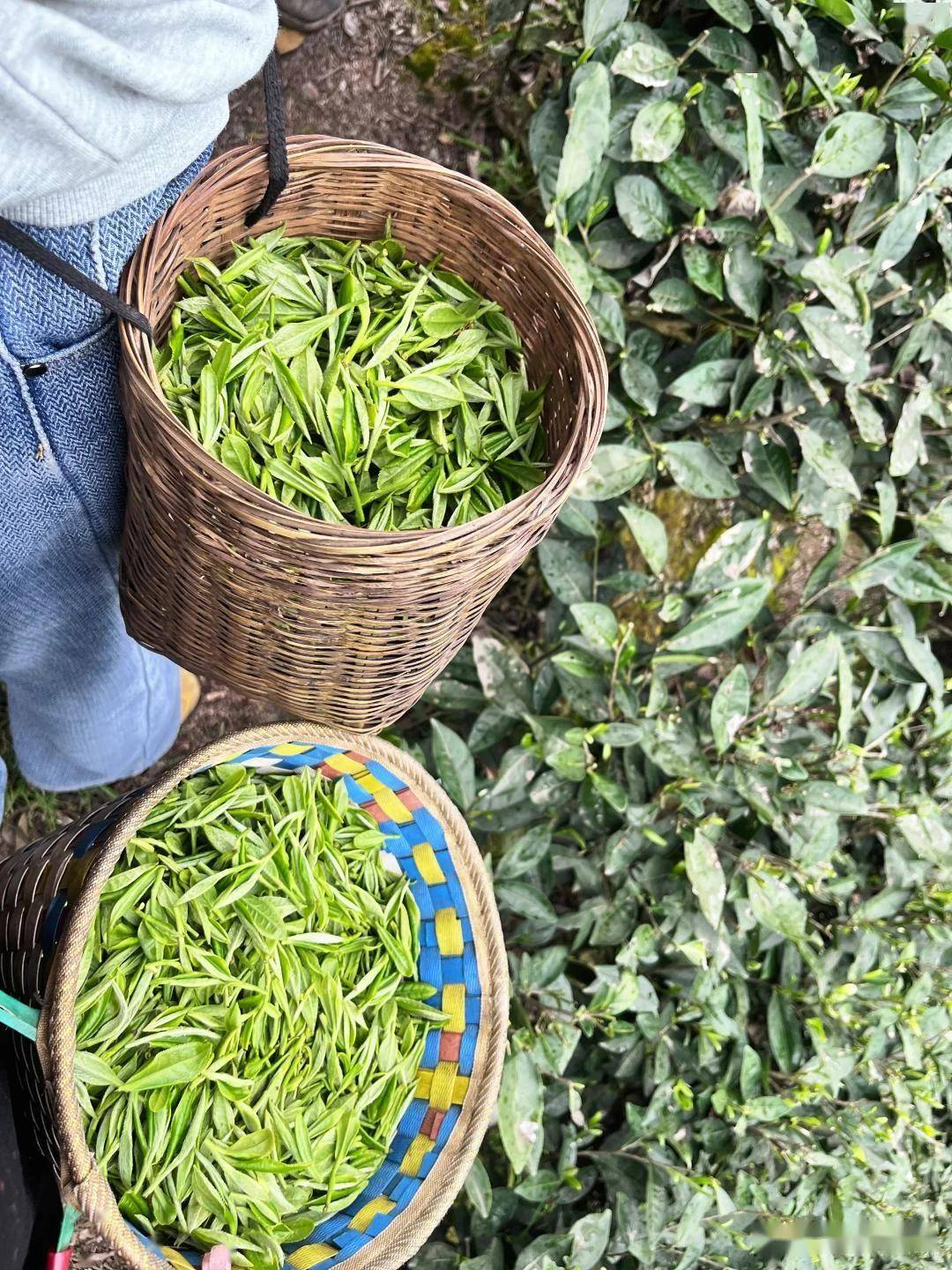 在家自己怎么炒茶叶？60年老茶农教你5步炒出春茶香，省钱又放心