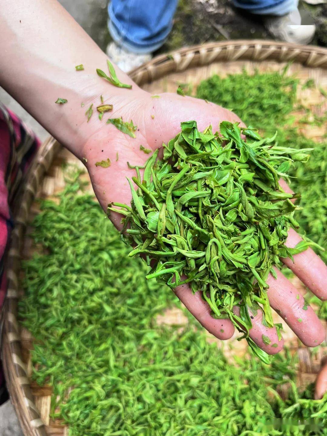 在家自己怎么炒茶叶？60年老茶农教你5步炒出春茶香，省钱又放心